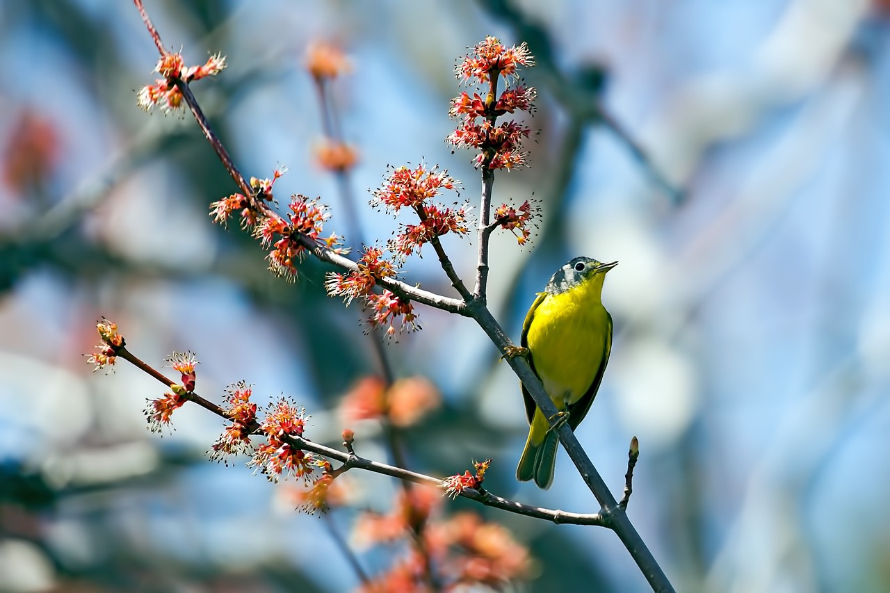 A Nashville warbler, one of the many birds you'll see in Traverse City.