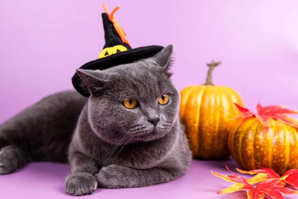 A cat with a witch hat - Trick or Treat in Traverse City