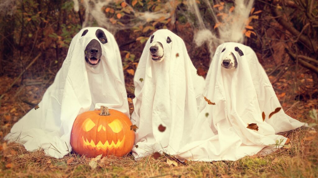 3 dogs trick or treat in Traverse City dressed as ghosts.